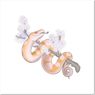 White Sakura Ball Python: Albino Posters and Art